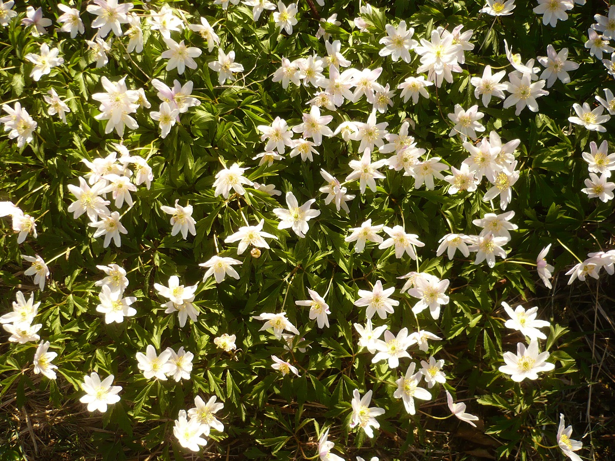 Anemone nemorosa (Ranunculaceae)